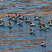 Lake Powell - Waterbirds (4661)