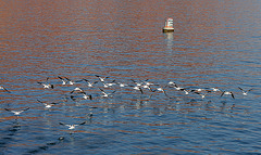 Lake Powell - Waterbirds (4666)