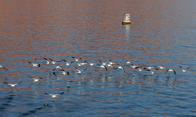 Lake Powell - Waterbirds (4666)