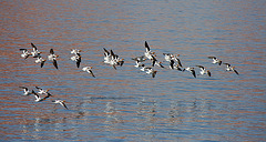 Lake Powell - Waterbirds (4669)