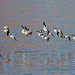 Lake Powell - Waterbirds (4669)