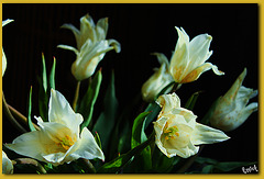 TULIPES***