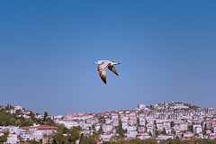 Sightseeing Flight