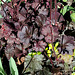 Jardin d'ombre - Heuchères - Hosta et compagnie