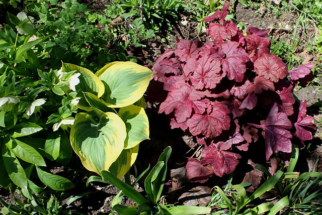 Jardin d'ombre - Heuchères - Hosta et compagnie (2)