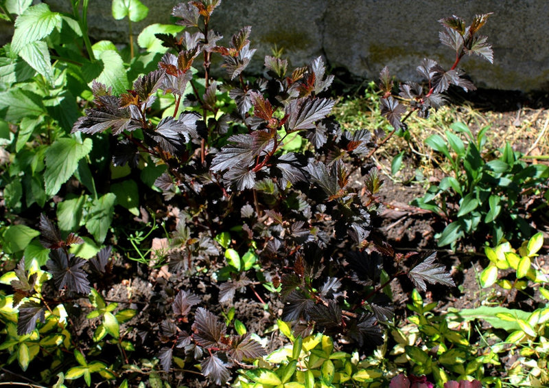 Jardin d'ombre - Heuchères - Hosta et compagnie (6)