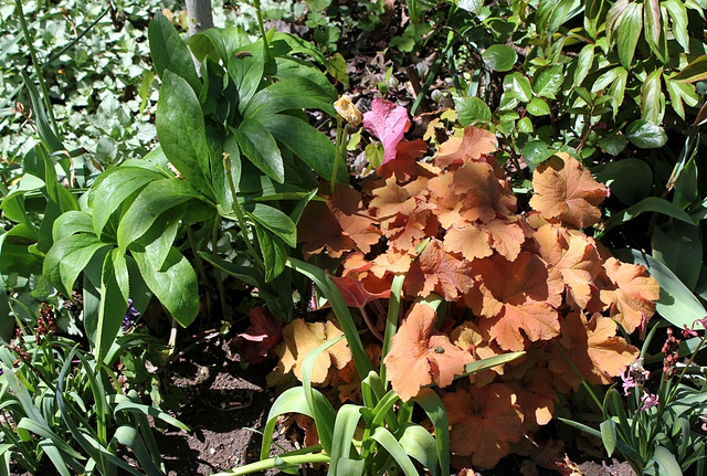 Jardin d'ombre - Heuchères - Hosta et compagnie (7)
