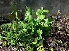 Jardin d'ombre - Heuchères - Hosta et compagnie (9)