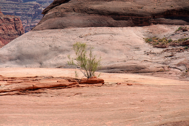 Lake Powell (4681)