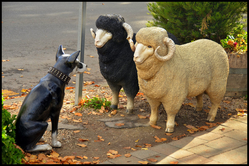 Sheep dog