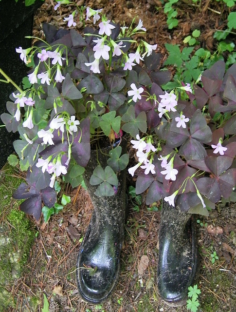 Fleurs bottées