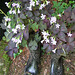 Fleurs bottées