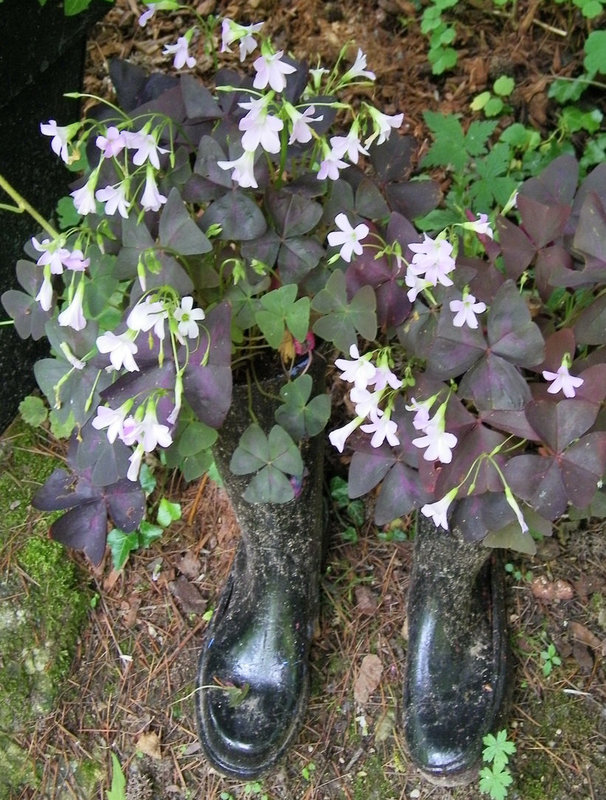 Fleurs bottées