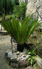 Syca (sycadacées) une variété de palmier (merci Colram ! )
