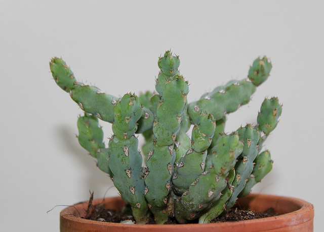Euphorbia sp (3)