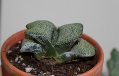 Gasteria nitida var. armstrongii