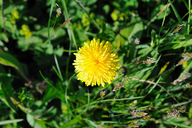 Rhön - 120520