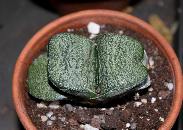 Gasteria nitida var. armstrongii (2)