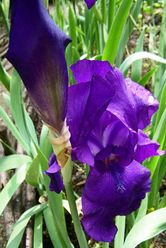 Iris violet