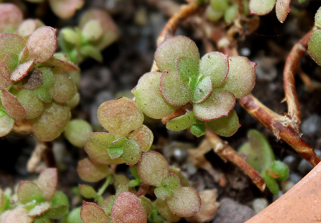 Adromischus  umbraticola ssp ramosa (2)