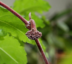 Boutons de Hoya carnosa