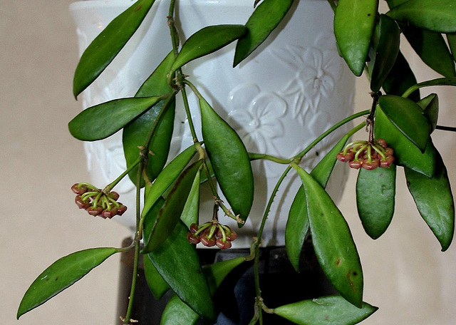 Hoya davidcummingii