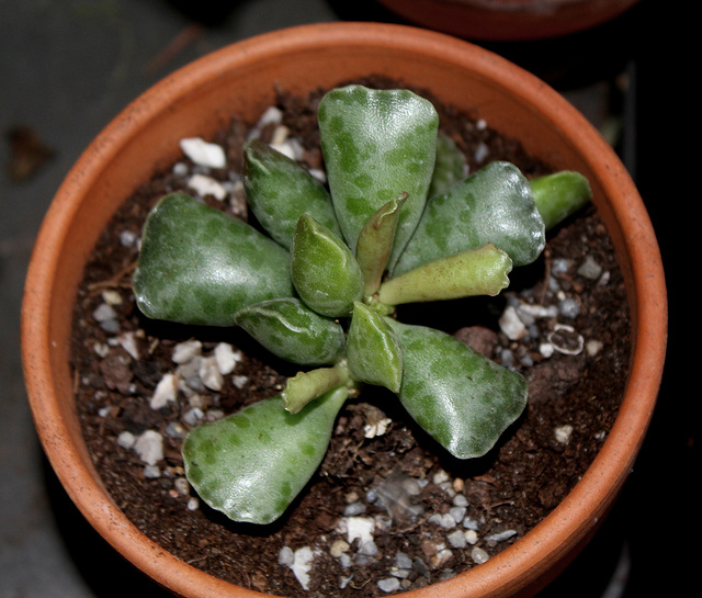 Adromischus cooperii