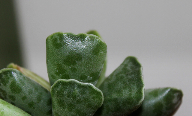 Adromischus cooperii (4)