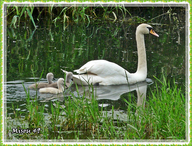 Maman cygne et ses petits Maman cygne et ses petits