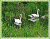 Famille cygne en promenade