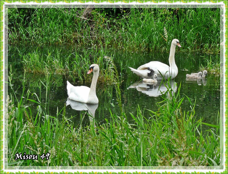 Famille cygne en promenade