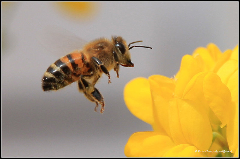 Frühling