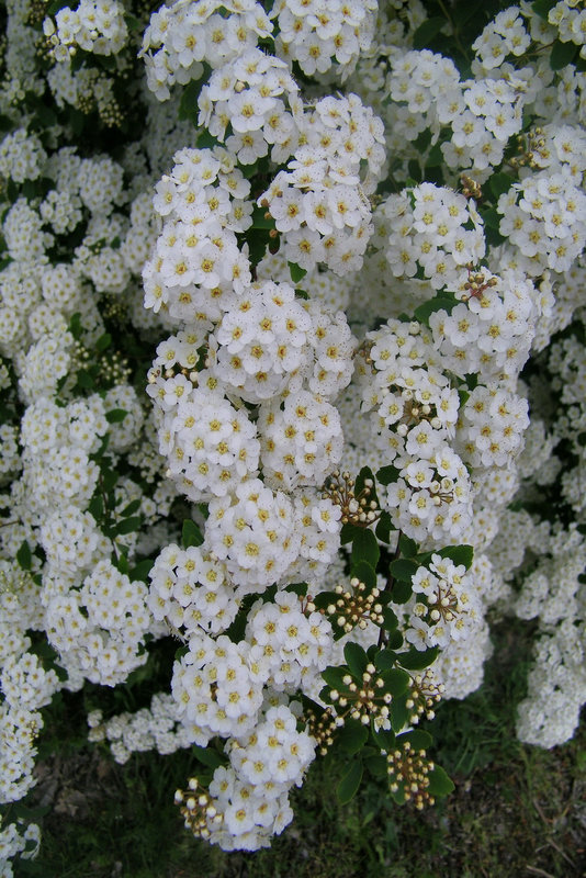 Fleurs blanches dite Spirée