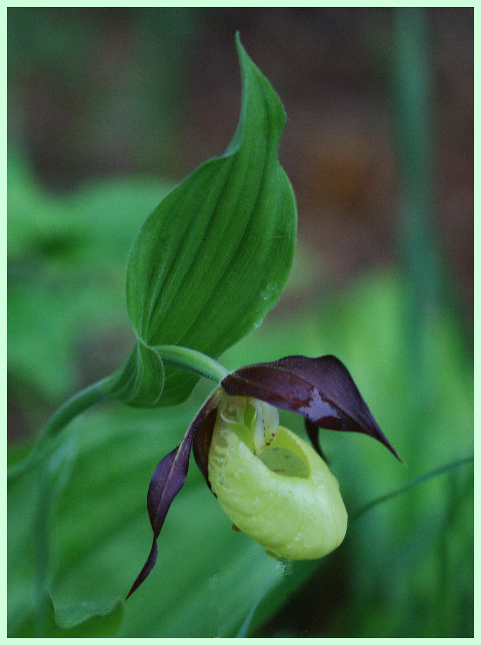 Gelber Frauenschuh (Cypipédium Caliolas)