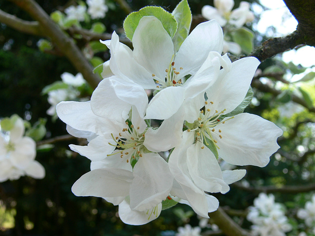 Apfelblüten