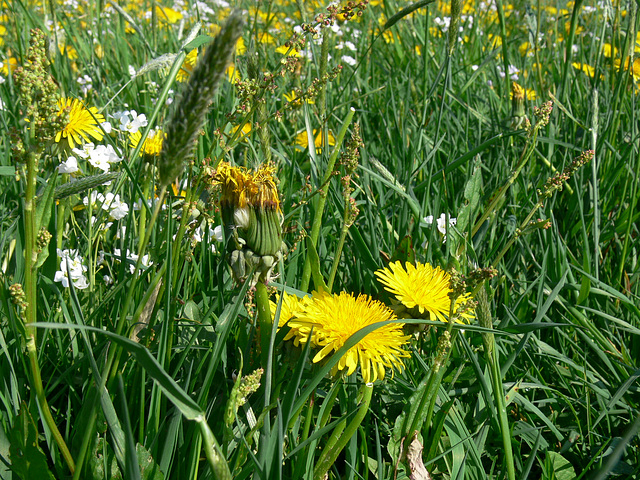 Löwenzahn und Wiesenblumen