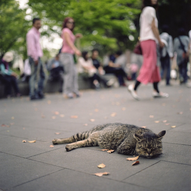 ueno park cat