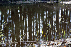 20120422 8669RAw [D~LIP] Spiegelung, Aseteich, Bad Salzuflen