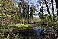 20120422 8639RWw [D~LIP] Spiegelung, Heuwagenteich, Bad Salzuflen