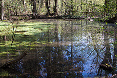 20120422 8638RAw [D~LIP] Spiegelung, Heuwagenteich, Bad Salzuflen