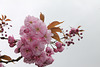 FLEURS DE PRUNUS ***