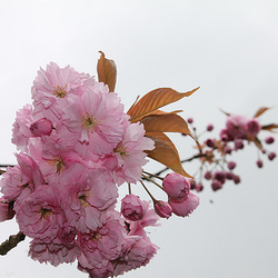 FLEURS DE PRUNUS ***