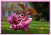 PRUNUS ***