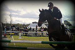 Saut d'obstacles à Chantilly