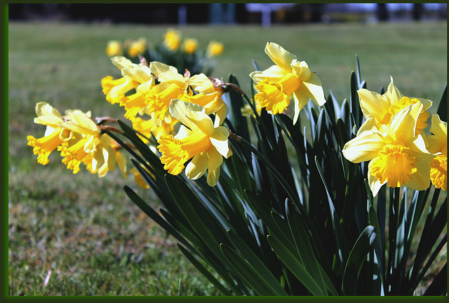 jonquilles ****