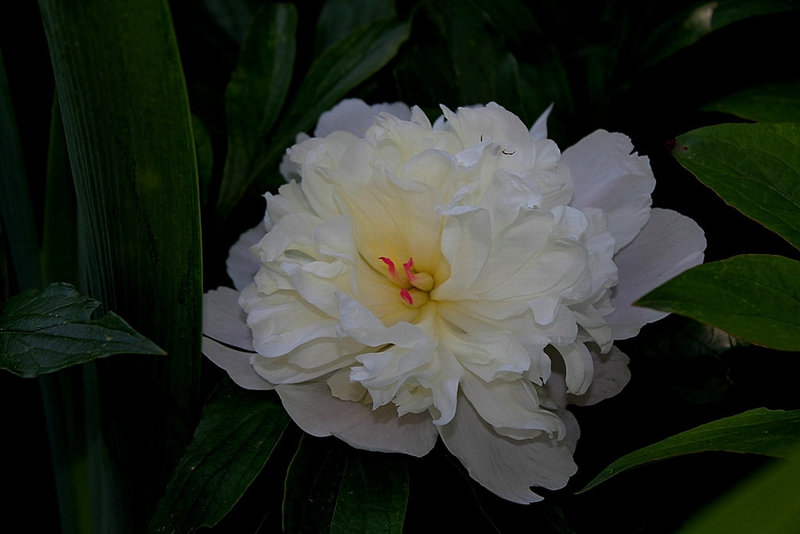 Pivoines 2012 (10)