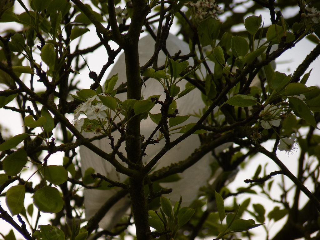 White UFO