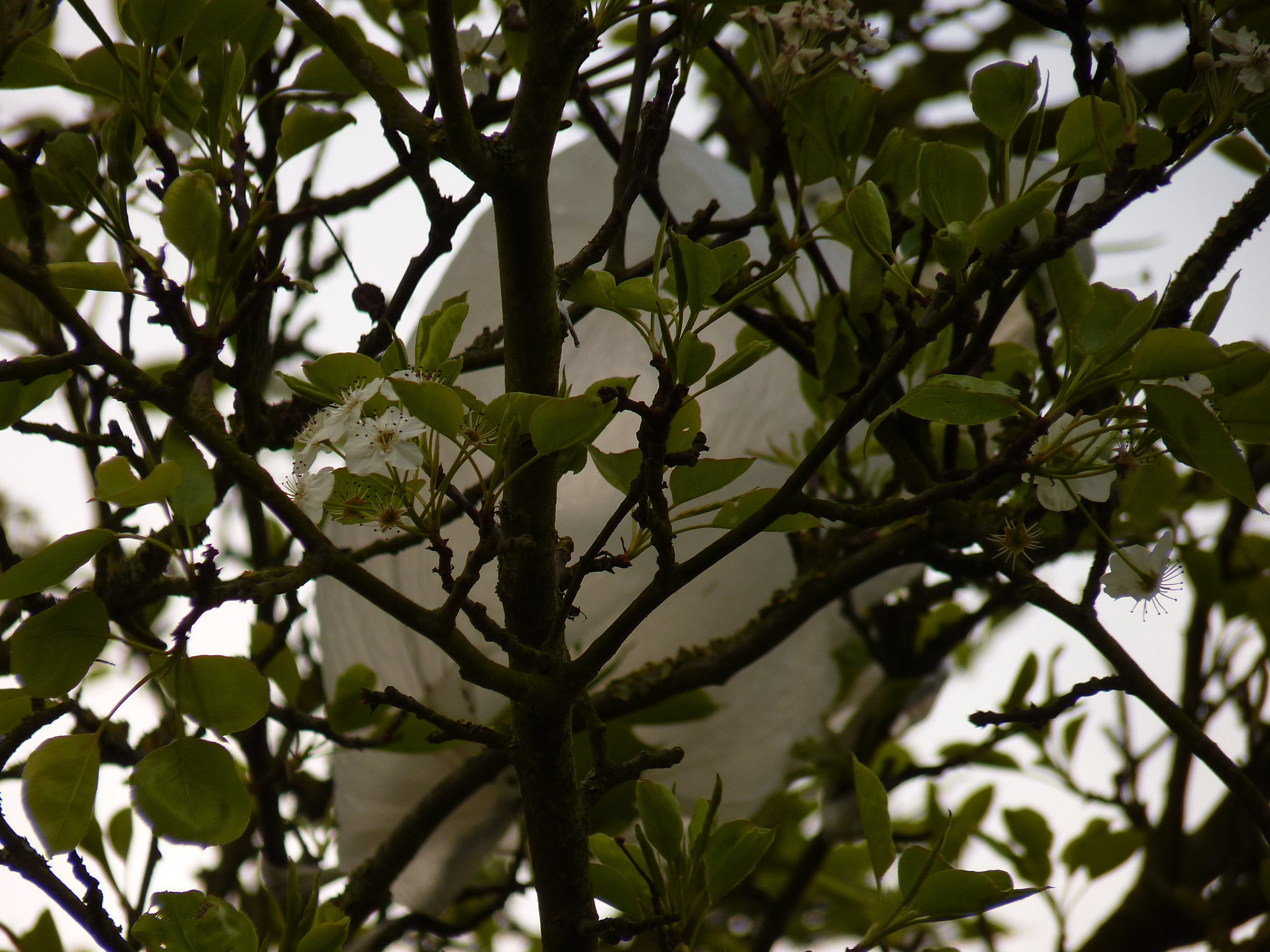 White UFO