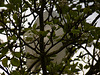 White UFO