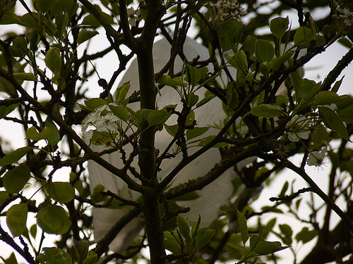White UFO